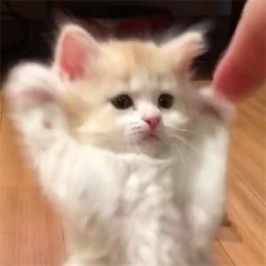 Ảnh đại diện Khánh Linh